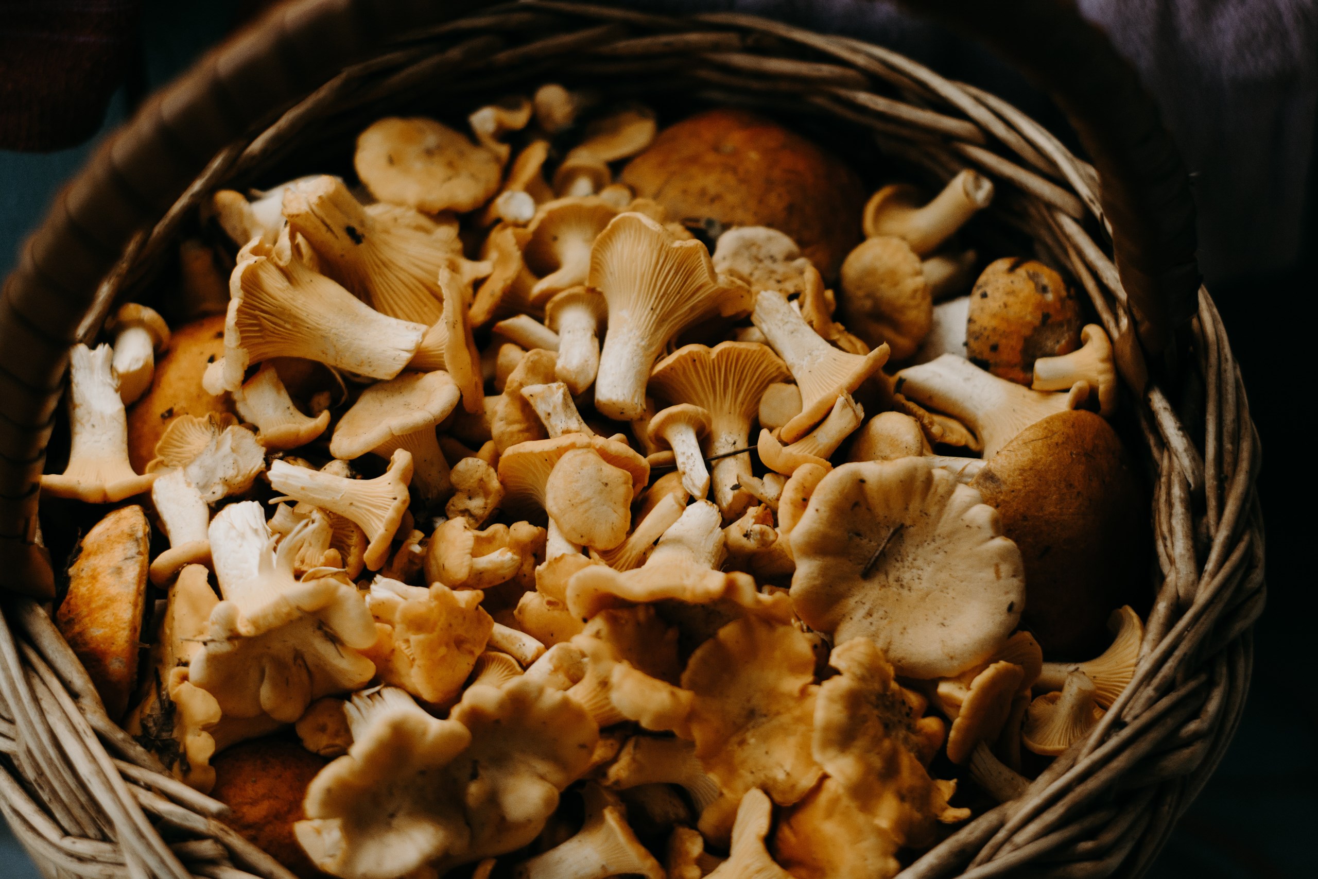 sēnes sēņu recepte ātra recepte rudens recepte грибы рецепт грибной суп recipe recipes mushroom mushrooms (1).jpg