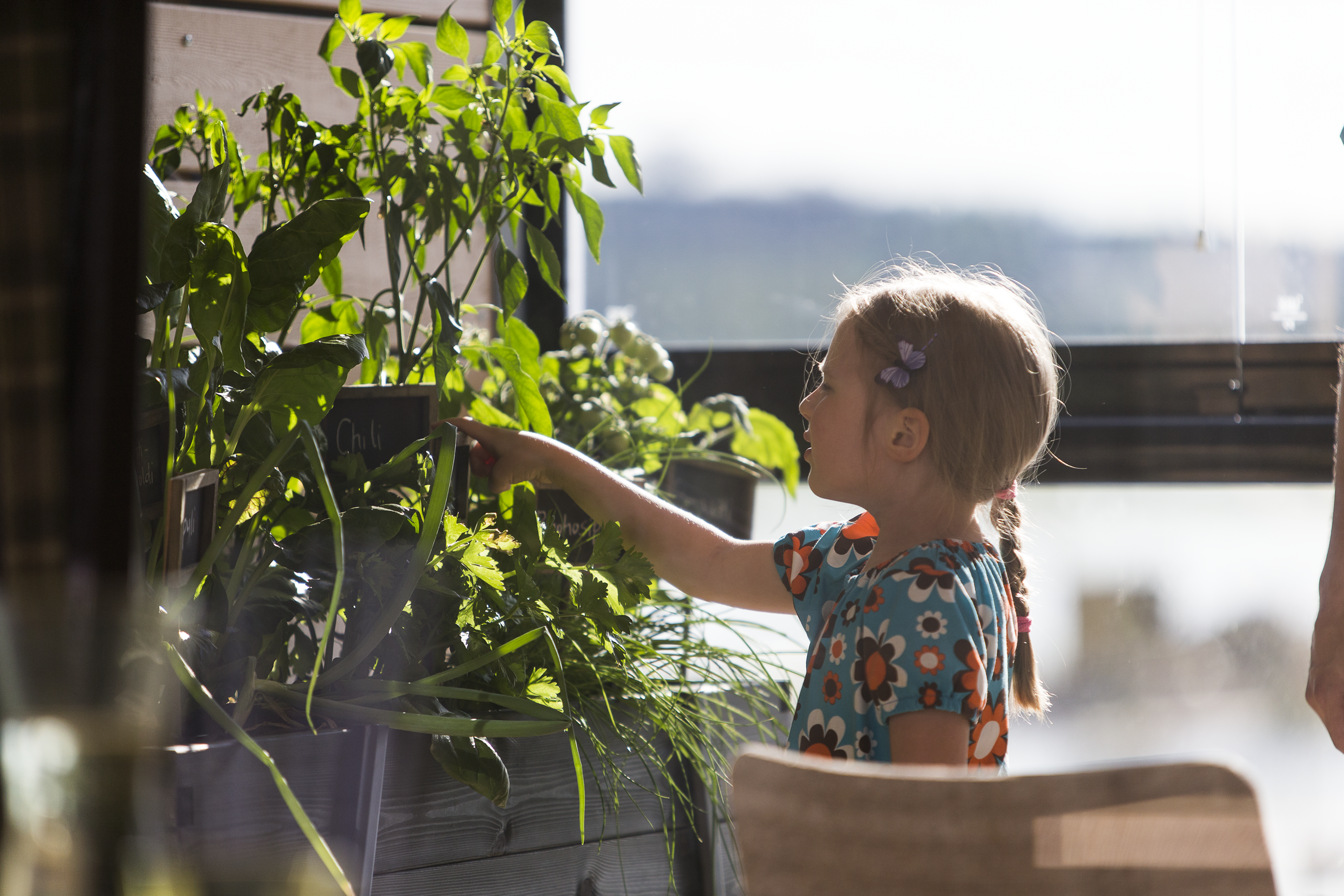 Dārzs uz palodzes: kā un kādus zaļumus audzēt mājās?