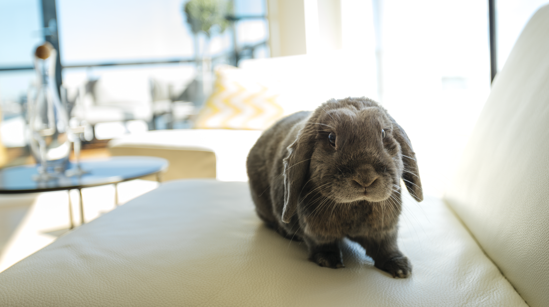 Lieldienas jau gandrīz klāt, izmanto laiku, ko šobrīd pavadi mājās, lai tām sagatavotos